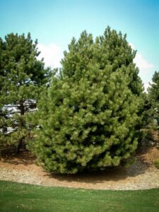 Сосна Чёрная (Pinus Nigra) купить по цене от 270.00р. в интернет-магазине «Посадика» с доставкой почтой в в Козельске и по всей России – [изображение №1].