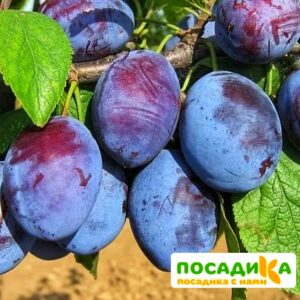 Слива Чачакская ранняя купить по цене от 229.00р. в интернет-магазине «Посадика» с доставкой почтой в в Козельске и по всей России – [изображение №1].