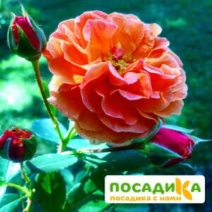 Роза Арабия купить по цене от 350.00р. в интернет-магазине «Посадика» с доставкой почтой в в Козельске и по всей России – [изображение №1].