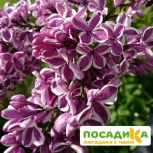 Сирень Сенсация купить по цене от 529.00р. в интернет-магазине «Посадика» с доставкой почтой в в Козельске и по всей России – [изображение №1].