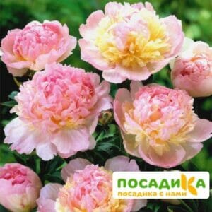 Пион Распберри Сандей (Paeonia Raspberry Sundae) купить по цене от 959р. в интернет-магазине «Посадика» с доставкой почтой в в Козельске и по всей России – [изображение №1].