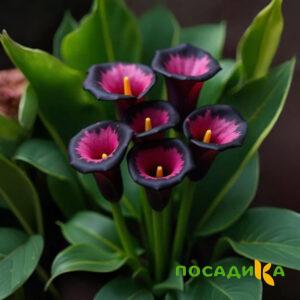 Калла Аура Лейс купить по цене от 400р. в интернет-магазине «Посадика» с доставкой почтой в в Козельске и по всей России – [изображение №1].