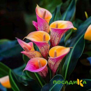 Калла Оникс купить по цене от 450р. в интернет-магазине «Посадика» с доставкой почтой в в Козельске и по всей России – [изображение №1].
