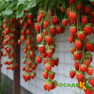 Клубника вьющаяся Комплимент купить по цене от 470р. в интернет-магазине «Посадика» с доставкой почтой в в Козельске и по всей России – [изображение №1].