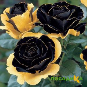 Роза Ханни Сикл купить по цене от 700р. в интернет-магазине «Посадика» с доставкой почтой в в Козельске и по всей России – [изображение №1].