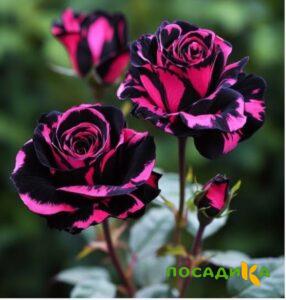 Роза Багровый Шепот купить по цене от 366р. в интернет-магазине «Посадика» с доставкой почтой в в Козельске и по всей России – [изображение №1].