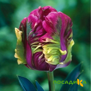 Тюльпан Экзотик Хэвен купить по цене от 186р. в интернет-магазине «Посадика» с доставкой почтой в в Козельске и по всей России – [изображение №1].